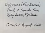 Fossil Fly (Diptera) - Ruby River Basin, Montana #216532-2